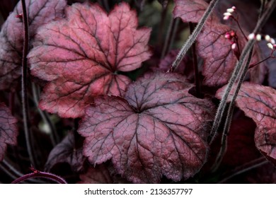 Purple Alumroot Garden Plant Close Up