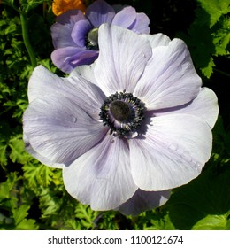 Purple anemone flower