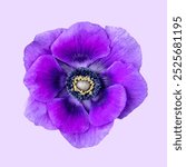 Purple anemone flower, macro photo. Beautiful Purple anemone blooming flower isolated photo, minimal background. Isolated beautiful Purple anemone flower bloom, beautiful Purple anemone flower photo