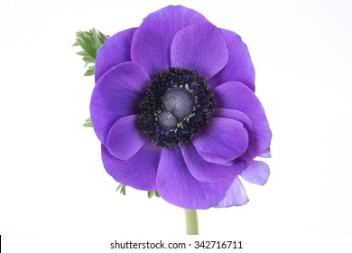 Purple Anemone Flower On White Background