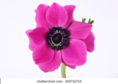 Purple Anemone Flower On White Background