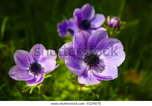 美しい花の紫アネモネの花 限定フォーカス写真素材 Shutterstock