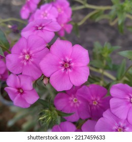 Purple annual phlox flower bloom - Shutterstock ID 2217459633