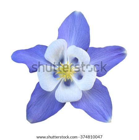  Purple Aquilegia flower isolated on white background