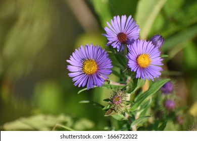 A Purple Aromatic Aster Plant