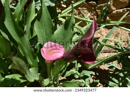 Purple arum lily plant flowers.
Zantedeschia aethiopica, commonly called calla lily, is a rhizomatous perennial native to southern Africa. Purple garden flowers.