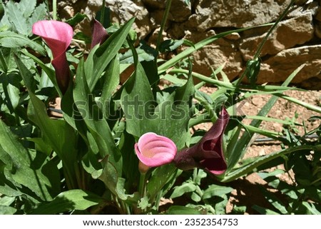 Purple arum lily plant flowers.
Zantedeschia aethiopica, commonly called calla lily, is a rhizomatous perennial native to southern Africa. Purple garden flowers.