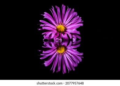 A purple aster flower reflection on a mirror isolated on a dark background - Powered by Shutterstock