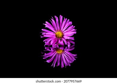 A purple aster flower reflection on a mirror isolated on a dark background - Powered by Shutterstock