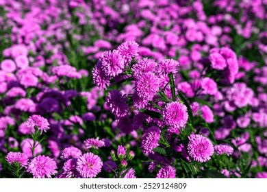 Purple Aster flower that blooms beautifully in a garden. Bright purple asters flowers. - Powered by Shutterstock