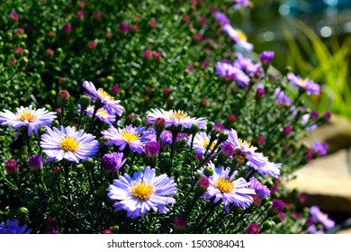 Purple Aster Flowers In The Garden