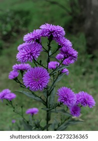 Purple Aster flowers in the tropical garden