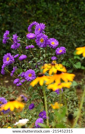 Similar – Image, Stock Photo yellow Rudbeckia with green leaves