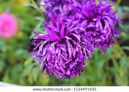 purple asters on a green background with soft fokus