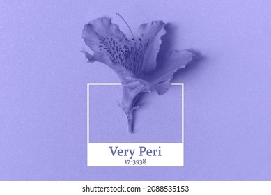 Purple azalea flower in trending color of the year 2022. - Shutterstock ID 2088535153