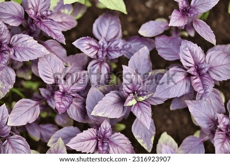 Purple basil grow in vegetable garden. Dark opal basil plants texture. Zdjęcia stock © 
