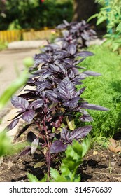 Purple Basil Growing In The Garden.