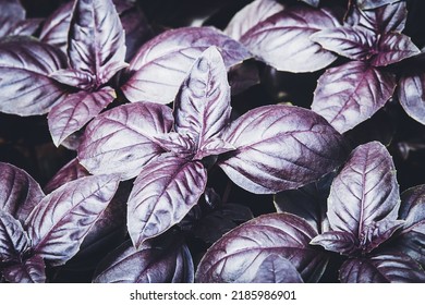 Purple basil grown in vegetable garden at organic homestead, dark opal basil plants texture - Shutterstock ID 2185986901