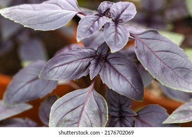 Purple Basil Plant Leaves In A Greenhouse