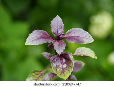 Purple Basil Plant On A Natural Background