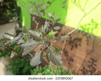 Purple Basil Plant Used For Medicinal Puposes Herb