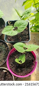 Purple Bean Plant Seedlings Dwarf Teepee Variety 