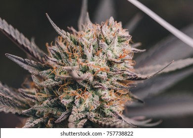 Purple, beautiful Cannabis Buds