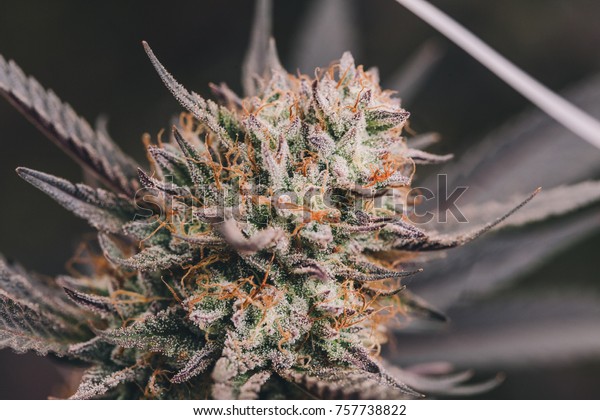 Purple Beautiful Cannabis Buds Stock Photo Edit Now 757738822