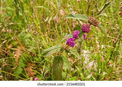 Purple Beauty Berry Or Callicarpa Americana