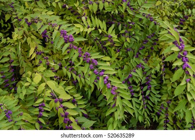 Purple Beautyberry