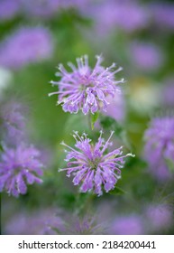 Purple Bee Balm Plant In A Garden. 