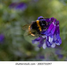 Purple Bee Linus Moses 2021