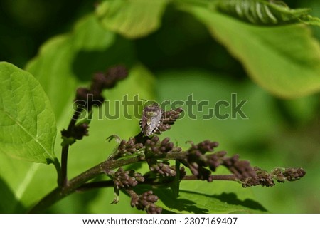 a purple beetle is crawling on the buds of an ornamental shrub
