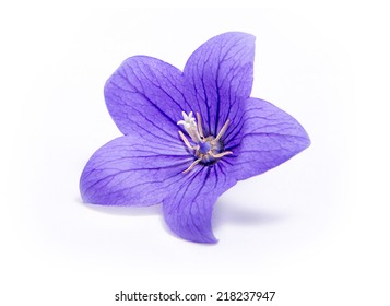 Purple Bell Flower Isolated On White Background