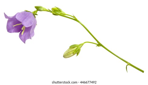 Purple Bell Flower Isolated On White