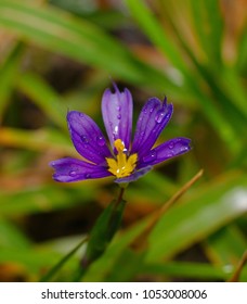 Purple Bermudiana, a wild flower that grows only in Bermuda during spring season.