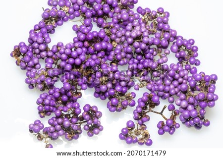 Purple berries, bush fruit of Callicarpa (beautyberry) on white background.
