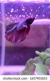 Purple Betta Fish In Aquarium