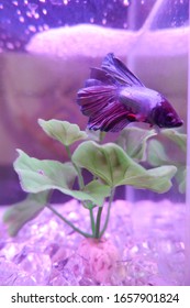 Purple Betta Fish In Aquarium