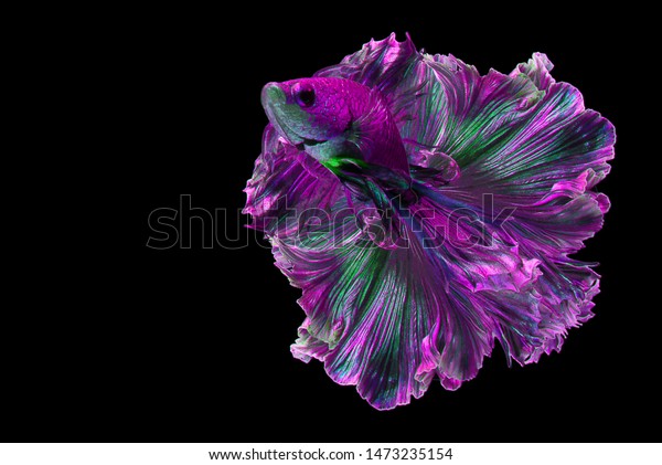 Purple Betta Fish Fancy Halfmoon Betta Stock Photo Edit Now 1473235154
