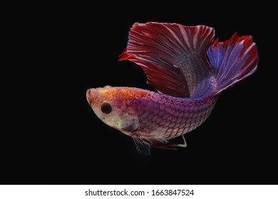 A Purple Betta Fish Is Showing Aggressive Behavior.