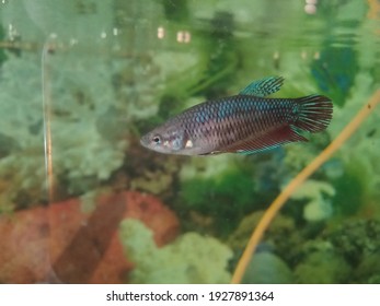 Purple Betta Fish Swimming In An Aquarium