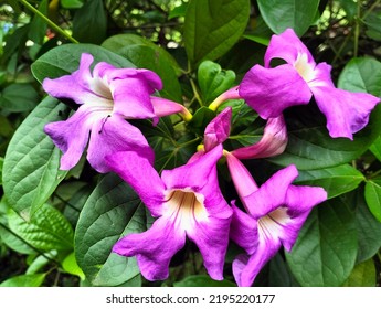 Purple Bignonia Flower Close Up