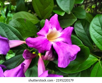 Purple Bignonia Flower Close Up