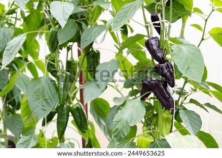 purple black bell pepper grown in a greenhouse.