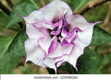 Purple or black fragrant trumpet-shaped Rare Datura( Datura metel 'Fastuosa') flower blooming.Common names jimsonweed, moon flower, toloache or tolguacha, purple Ballerina. India