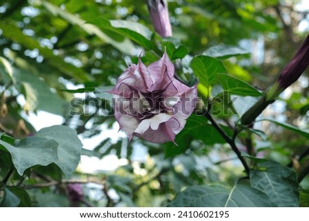 Purple or black fragrant trumpet-shaped Rare Datura( Datura metel 'Fastuosa') flower blooming