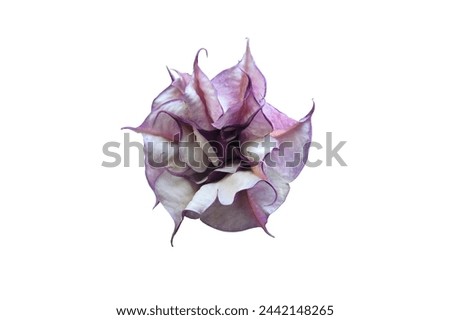 Purple or black fragrant trumpet-shaped Rare Datura( Datura metel 'Fastuosa') flower blooming.isolated on white background with clipping path.