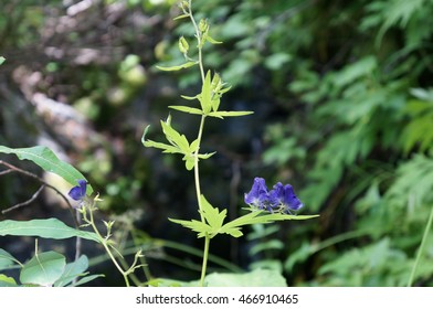 Purple Bloom