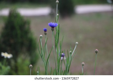 purple bloom spring 